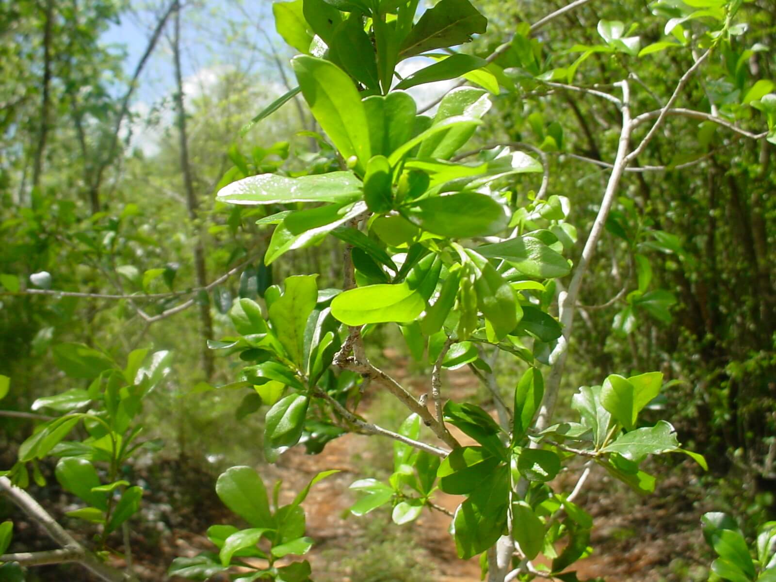 Diospyros anisandra